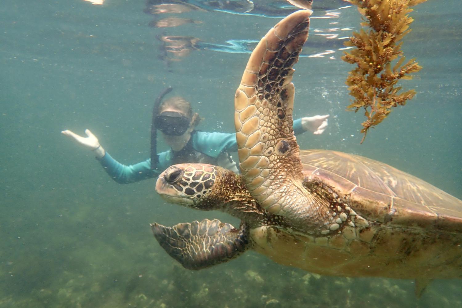 一名<a href='http://5wg.ceritasexpopuler.com'>博彩网址大全</a>学生在Galápagos群岛游学途中与一只巨龟游泳.